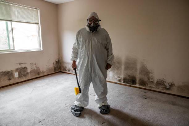 Best Mold Damage Restoration  in USA